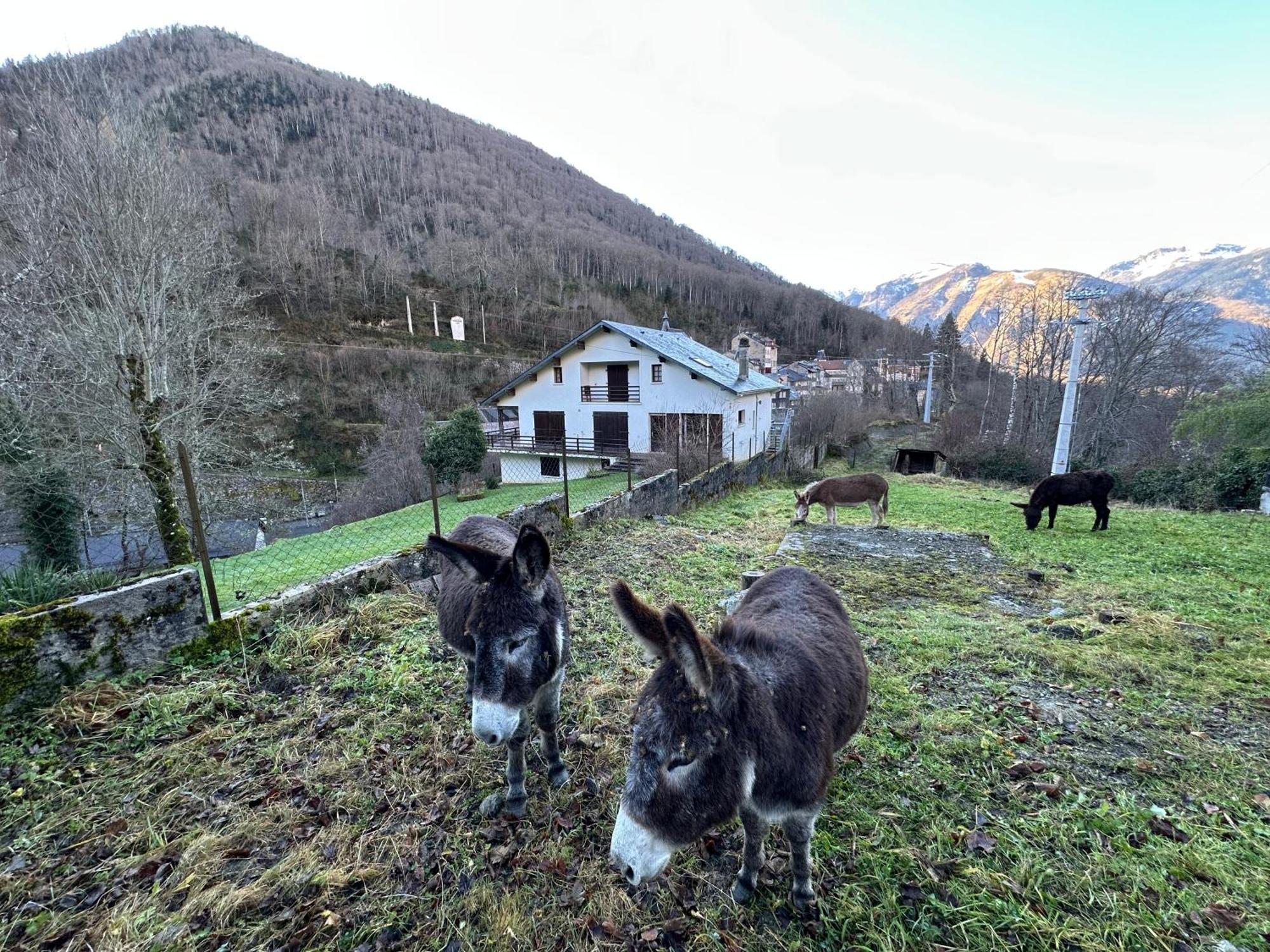 Chalet Artigalas Eaux-Bonnes Dış mekan fotoğraf